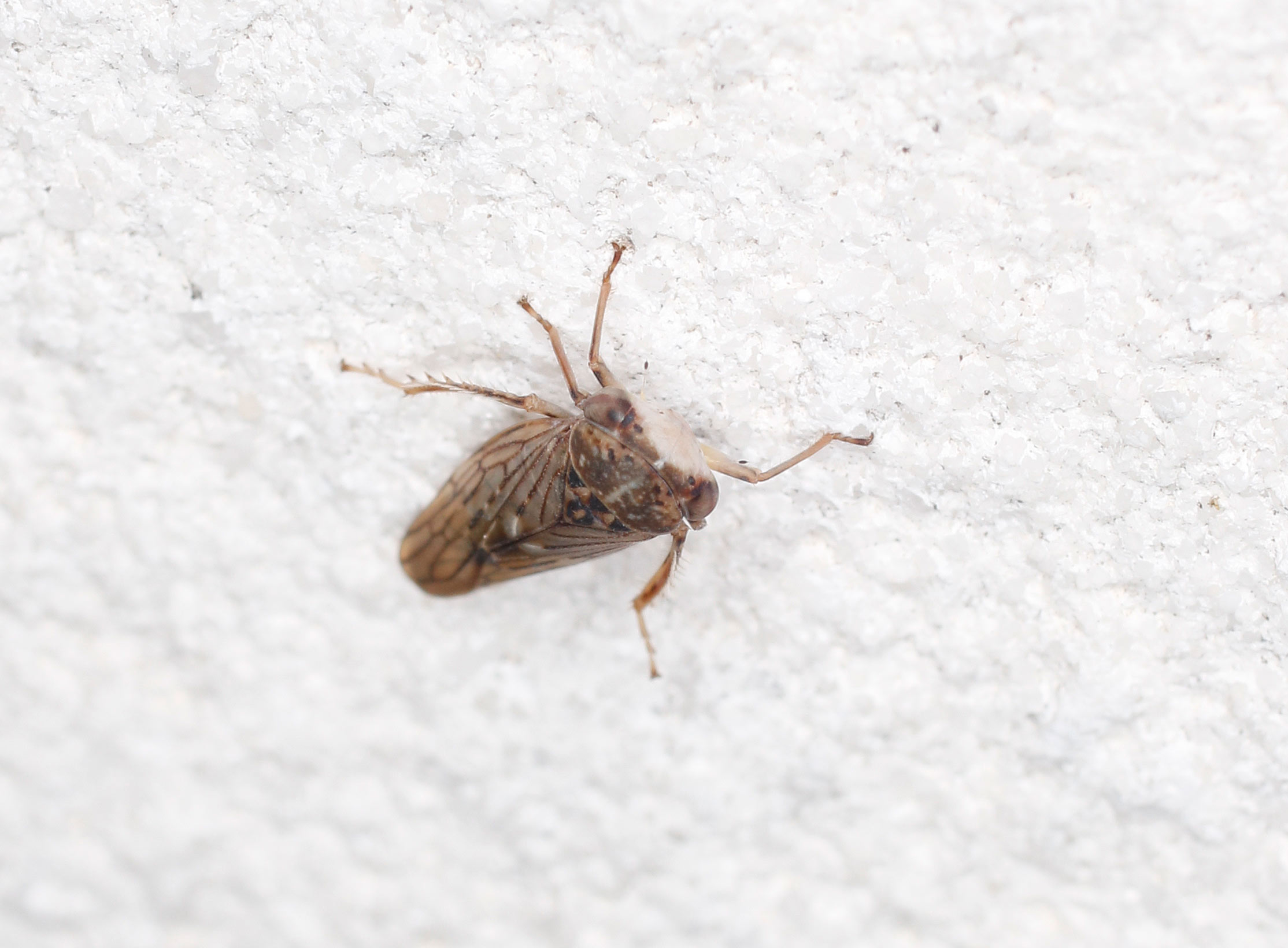 Cicadellidae: Idiocerus? S, Idiocerus lituratus